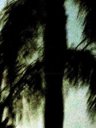 palmtree in the night